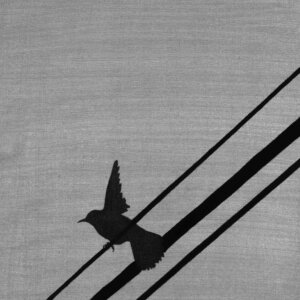 A painting of the black bird with black electric wires on the silver canvas background